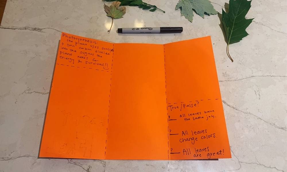 Step 3:  Fold Image