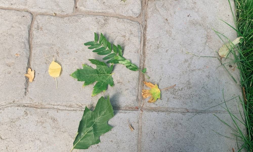 Step 2:  Nature Walk Image