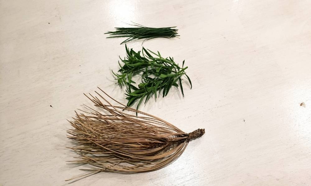 Step 2: Collect Your Leaves Image