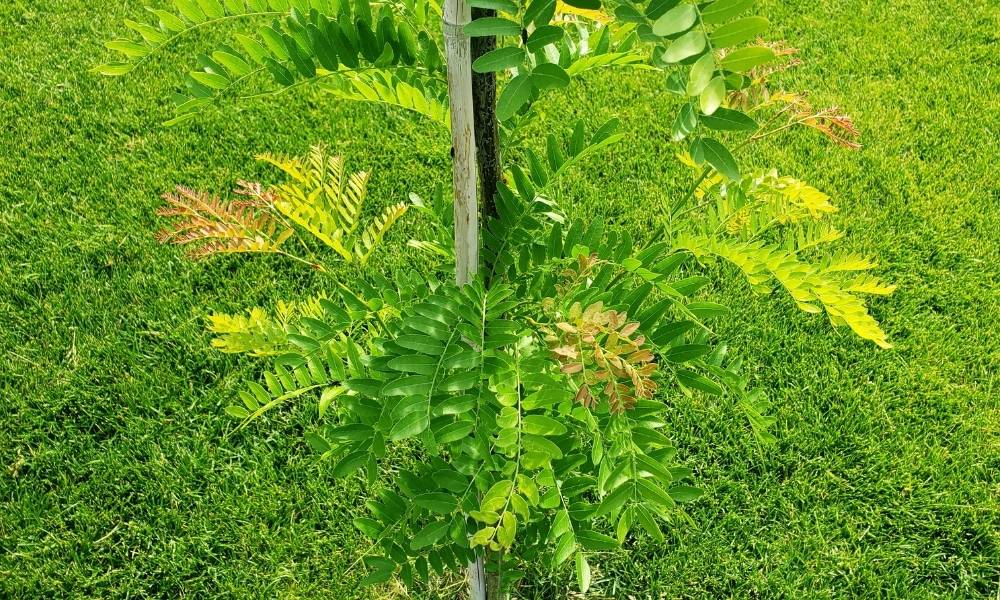 Step 2:  Nature Hunt Image